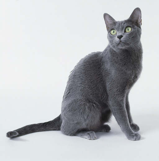 Korat Cat