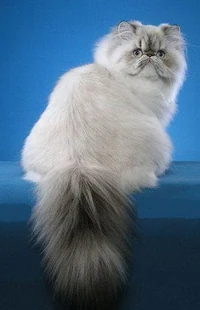 Lynx Point Persian cat