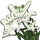 Lily-icon