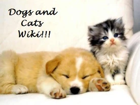 Dogs and Cats Wiki