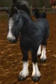 Havenshire Colt.jpg