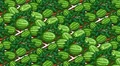Fertilized watermelon