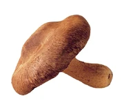 Shiitake