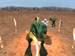 FFIX Cook