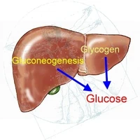 Hepatic glucose.jpg