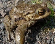 Bufo bufo