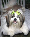 Shih Tzu 4