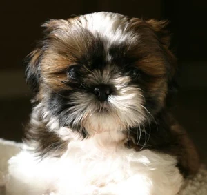Shih Tzu puppy