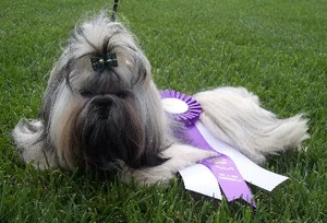 Shih Tzu winner