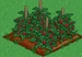 Raspberry 100