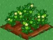 Bell Pepper 66