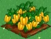 Bell Pepper extra100