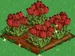 Red Tulip extra100