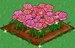 Pink Rose extra100