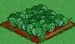 Cabbage 66