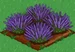 Lavender 100