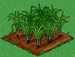 Sugar Cane 33