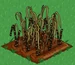 Sugar Cane withered