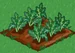 Broccoli 33