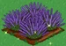 Lavender extra100
