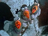 Mcc-pigeons
