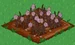 Pink Rose withered