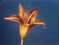 Floweropens.jpg