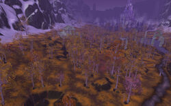 ForlornWoods