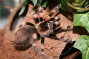 Brachipelma Smithi
