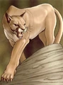 CorellianSandPanther.JPG
