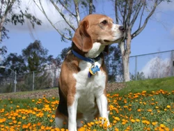 Beagle in garden