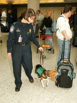 Beagle working