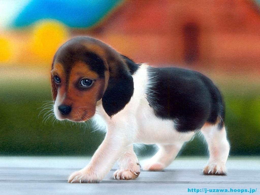 Get red beagle dogs