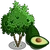 Avocado Tree-icon.png