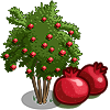 Image:Pomegranate Tree-icon.png