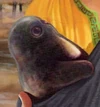 Luvo.jpg