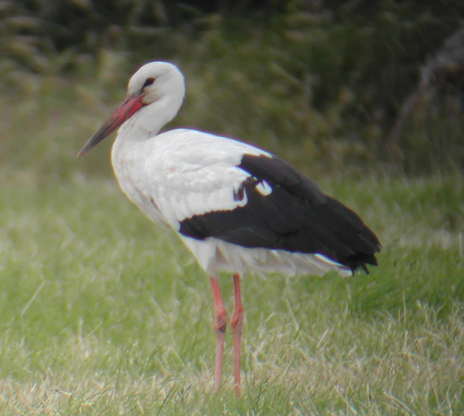 White Stork, New Denham July 2004 (photo by Andrew Self)