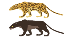 Leopard.gif