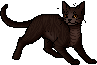 Die WindClan-Chroniken Dustpelt.apprentice