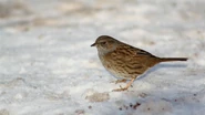 Dunnock