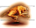 Fast Walker.jpg