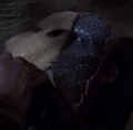 Malurian.jpg