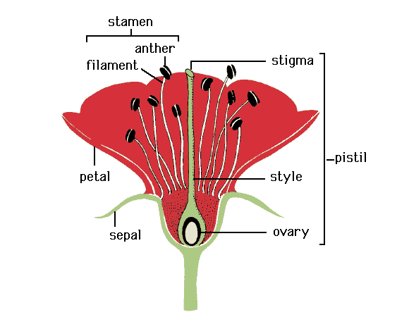 What Is The Pistil In A Flower