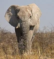 Elefant.jpg