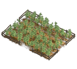 Hemp_field.png