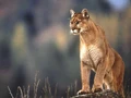 Cougar.jpg