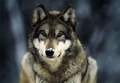 Gray wolf11.jpg