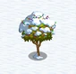 Lemon Tree snow