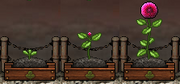 Dahlia Gardening