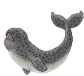 Narwhalfemale.gif